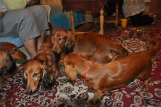 NADIM jamniki Kollapsar